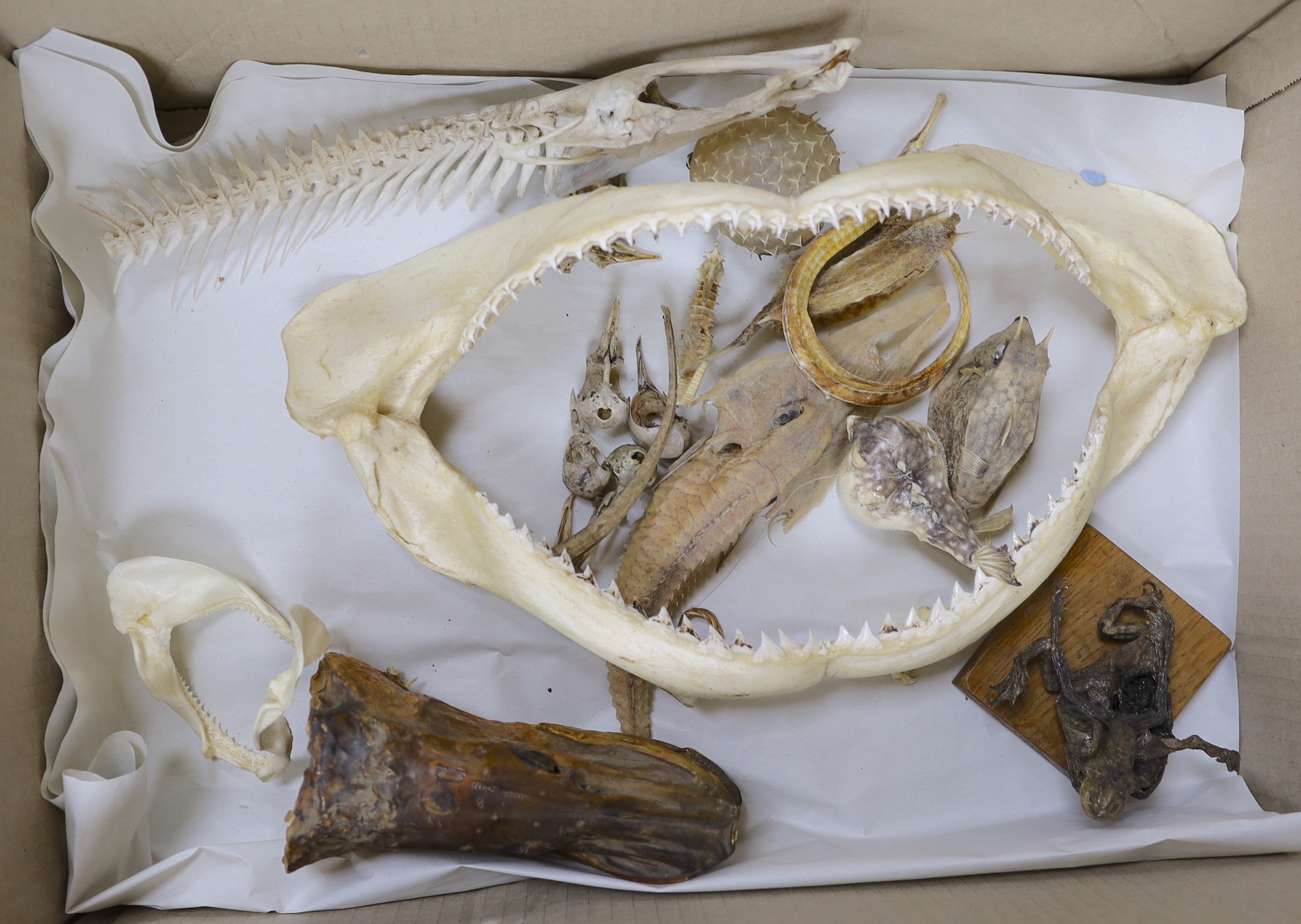 Fish and amphibian anatomy and dried specimens, including a shark jaw, 37.5 cm wide, fish vertebrae and dried fish specimens
